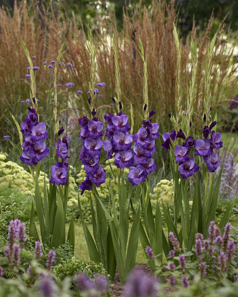Gladiolus 'Purple Magic'